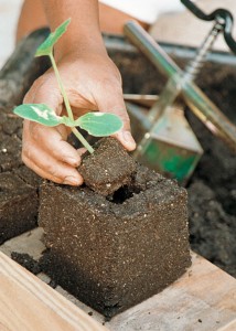 seedling block