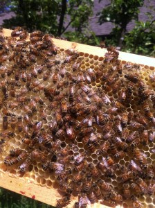 queen bee