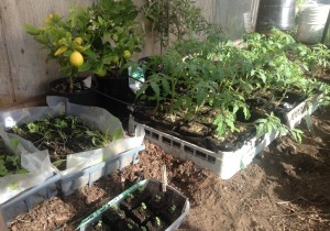 tomato seedlings