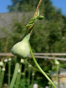 Garlic