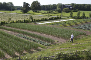 the-garden-1024x682